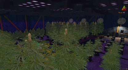  Storage + Weed