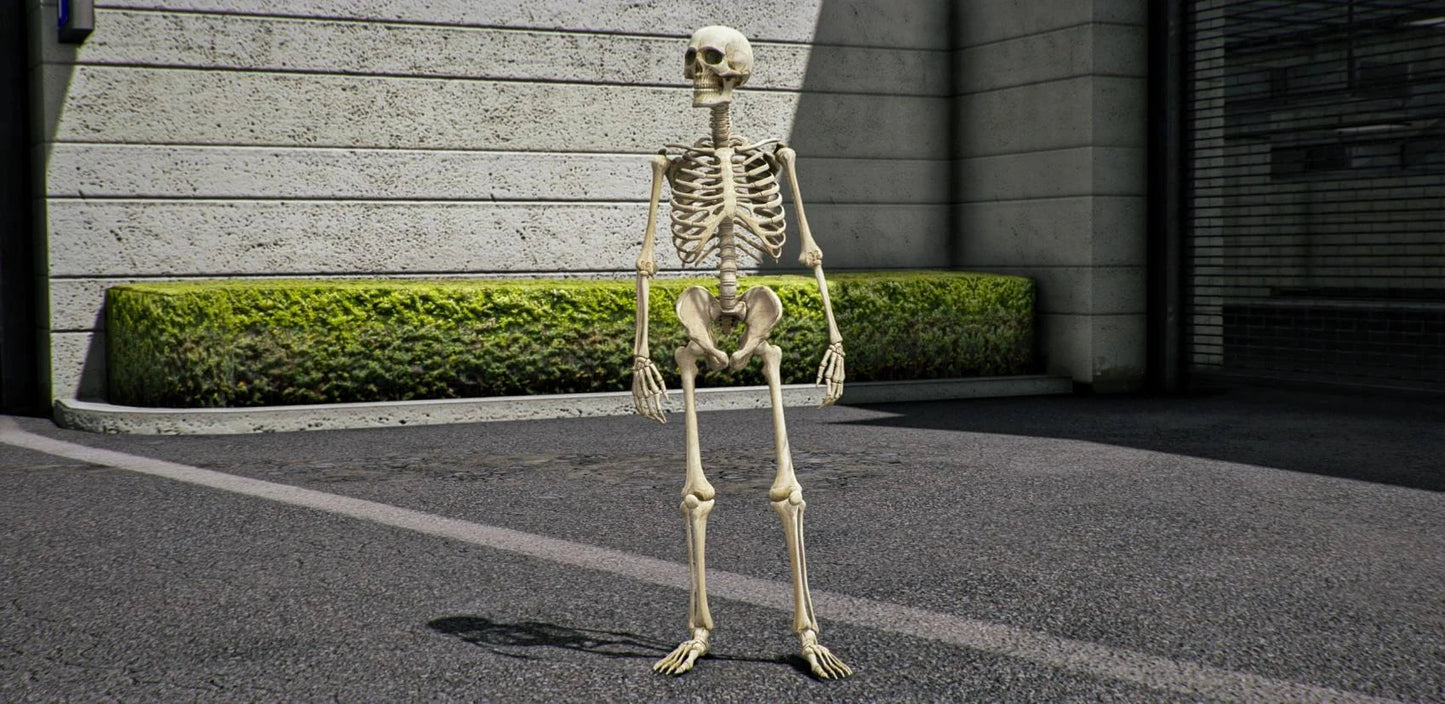 Skeleton