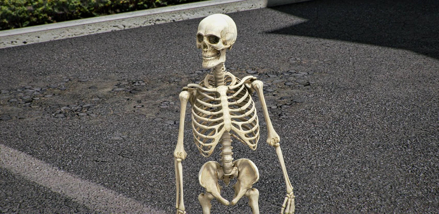 Skeleton